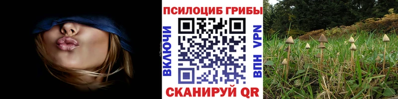 наркота  Малмыж  Галлюциногенные грибы Cubensis 